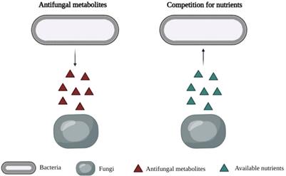 Lactic Acid Bacteria as Biopreservation Against Spoilage Molds in Dairy Products – A Review